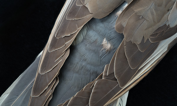 Sayler/Morris <br>with Elizabeth Kolbert<span class="title-light">Eclipse</span>