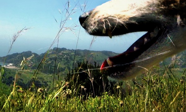 Laurie Anderson’s Heart of a Dog
