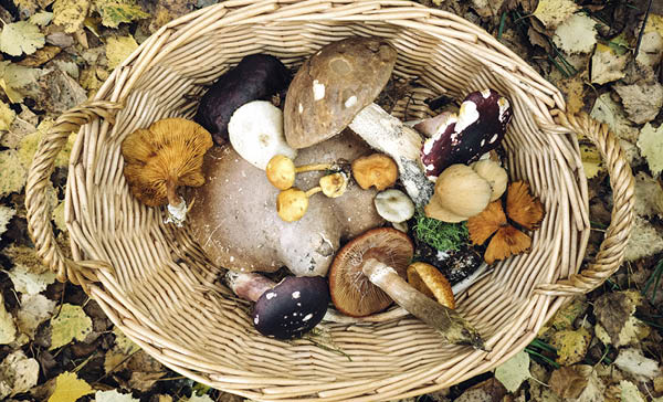 Summer Foraging with Wild Soul River